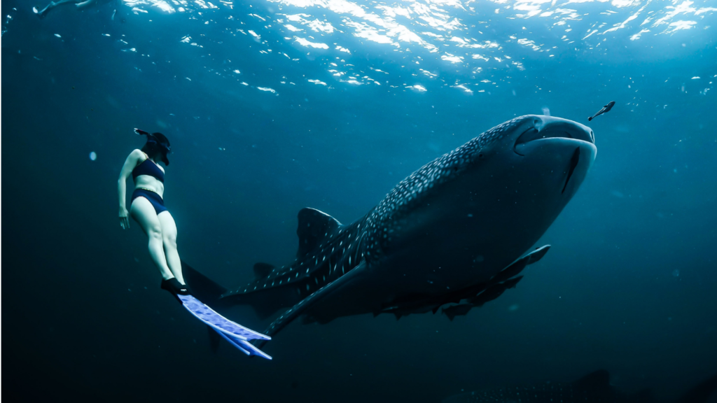 TRITON BAY’S ENIGMATIC ENCOUNTER: SWIMMING WITH WHALE SHARKS IN PAPUA, INDONESIA